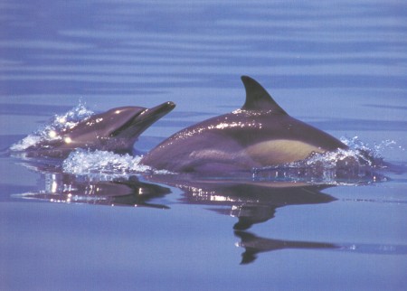 Delfines