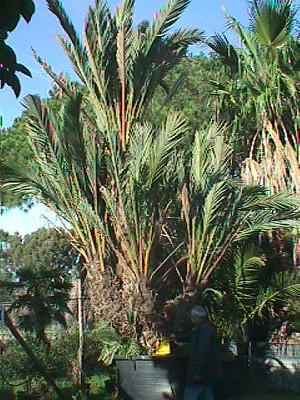 Palmera datilera
