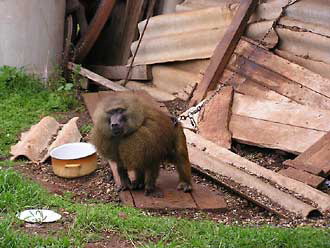 El mono de Los Bald�os