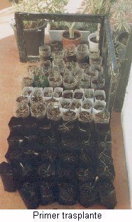 Primer trasplante