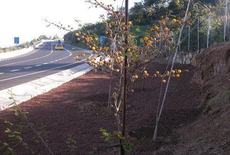Acacias en el enlace de la Playa del Socorro