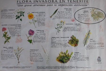 Flora invasora de Tenerife