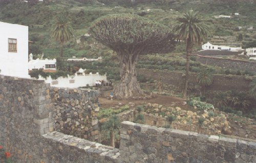 Drago de Icod, con el muro en primer plano