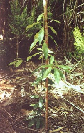 Foto n&uacute;mero 1