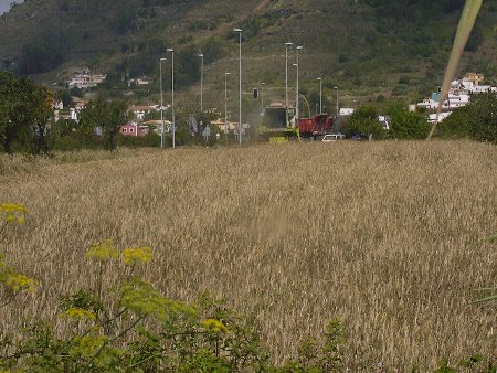 La vega, en La Laguna