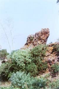 Flora del Parque del Tahoro