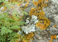 L�quenes del Parque del Tahoro