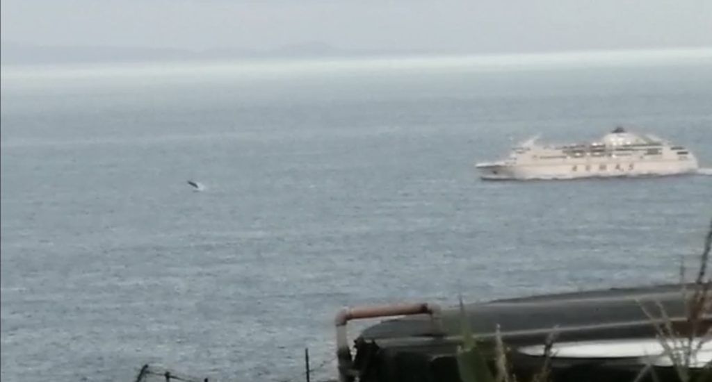 Ballena Yubarta y naviera en Canarias (abril 2020)