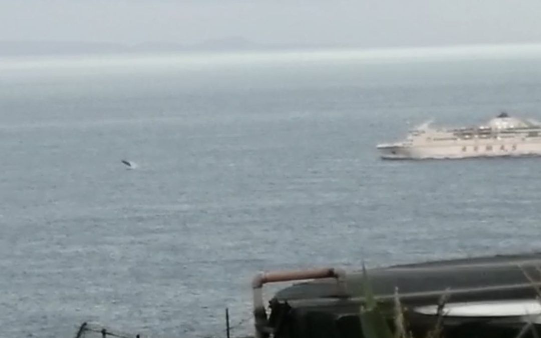 Peligro de colisión con cetáceos en las Costas Canarias