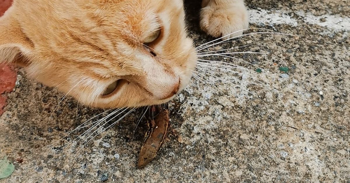 Gato Asilvestrado alimentándose de un lagarto