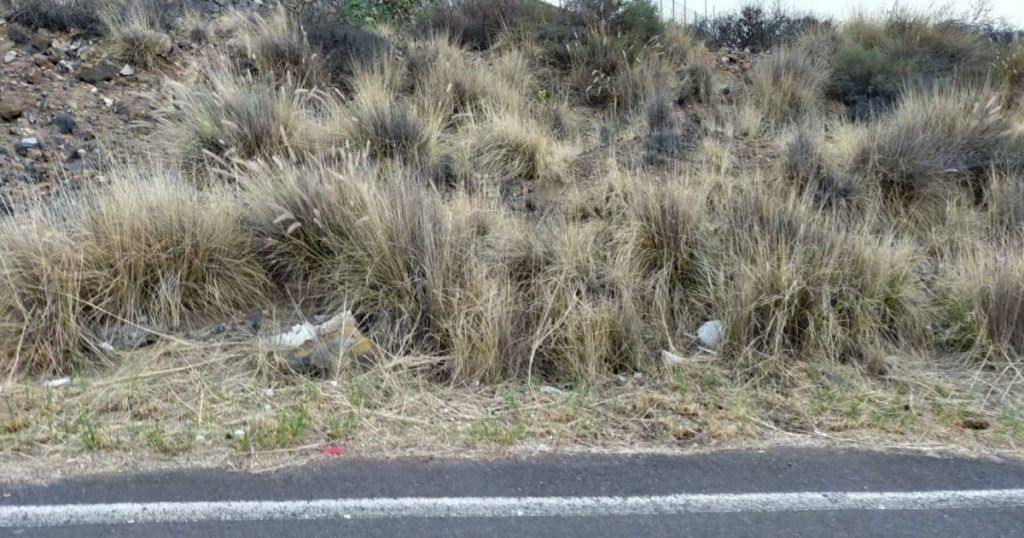 La plaga de Rabo de Gato en Tabaiba