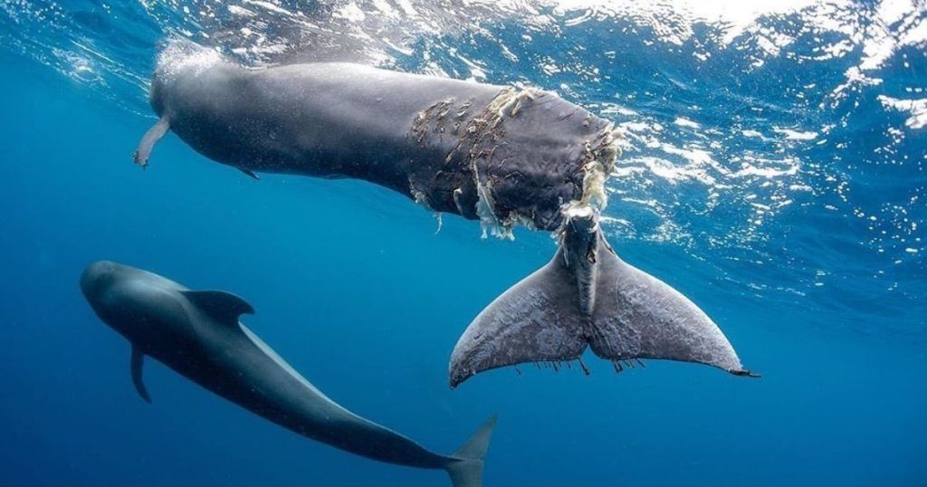 Ballena malherida Puerto Fonsalía