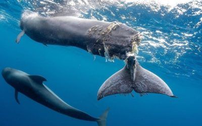 NOTA DE PRENSA: El Parlamento de Canarias llega con retraso a la celebración del Día Mundial de los Océanos, pero lo hace a lo grande