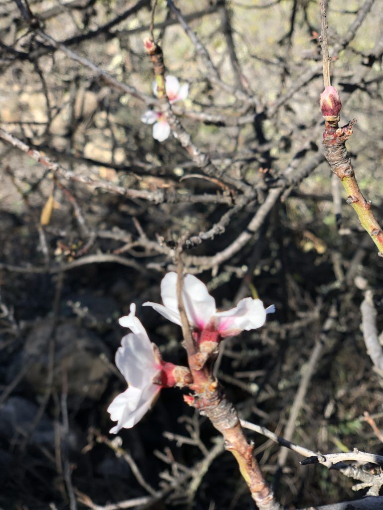 Memoria de Actividades de ATAN en 2020