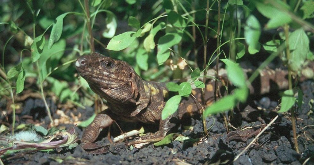 Lagarto Gigante de El Hierro