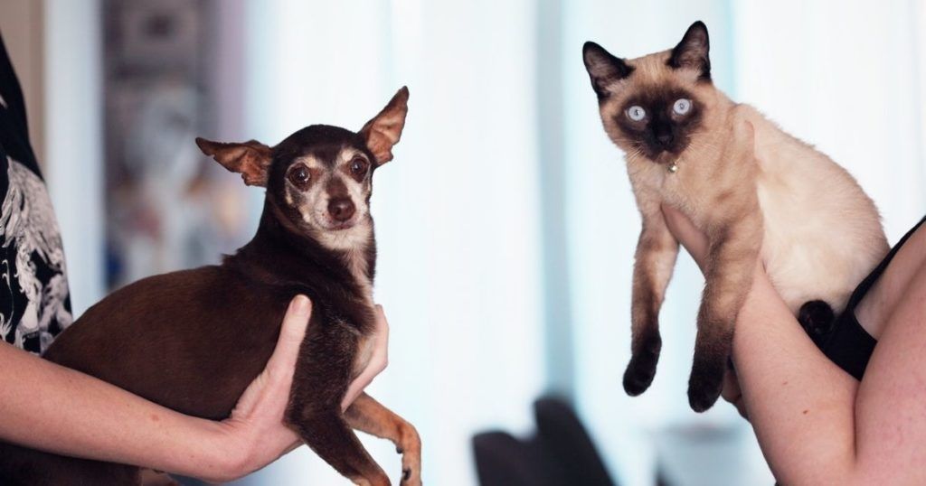 Perros y gatos en Tenerife y El Hierro, Canarias