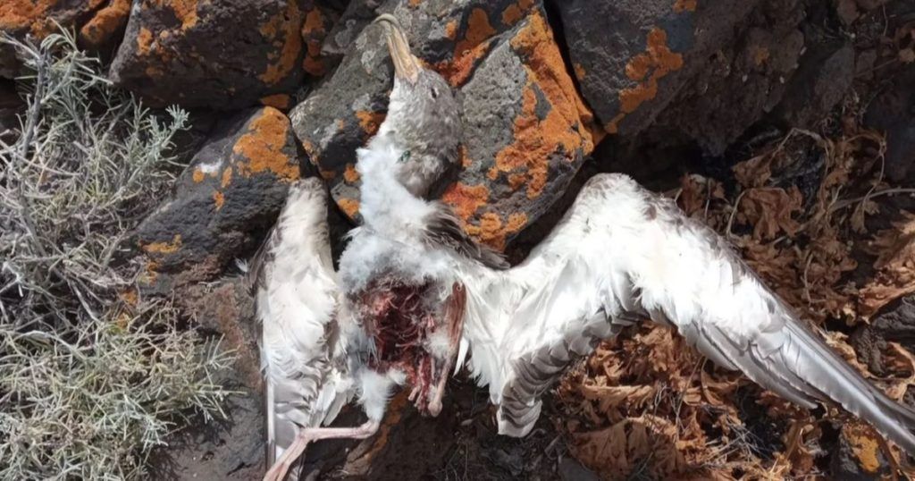 Pardela cazada por un Gato El Hierro Metodo CES