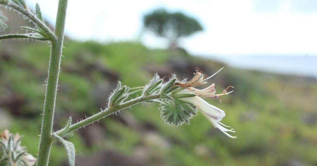 Viborina triste en flor