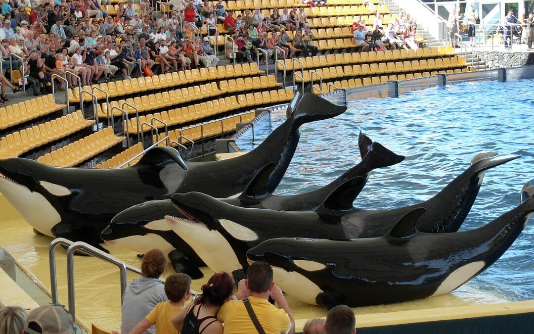 Visitas escolares al loro parque