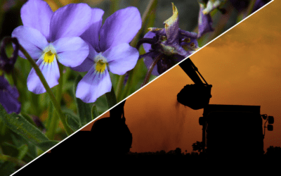 PREMIOS VIOLETA DE ORO Y ECOCIDA DEL AÑO – 2025